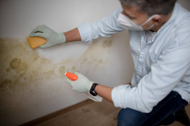 Reliable Harleysville, PA Mold Remediation Solutions